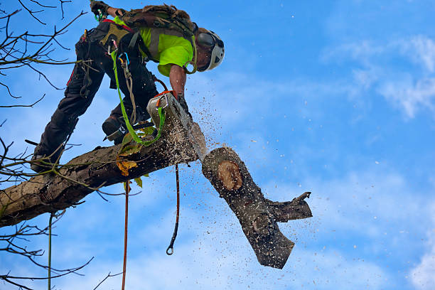 Best Storm Damage Tree Cleanup  in Rayne, LA